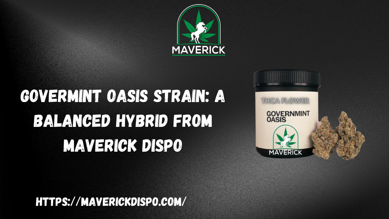 Govermint Oasis Strain: A Balanced Hybrid from Maverick Dispo