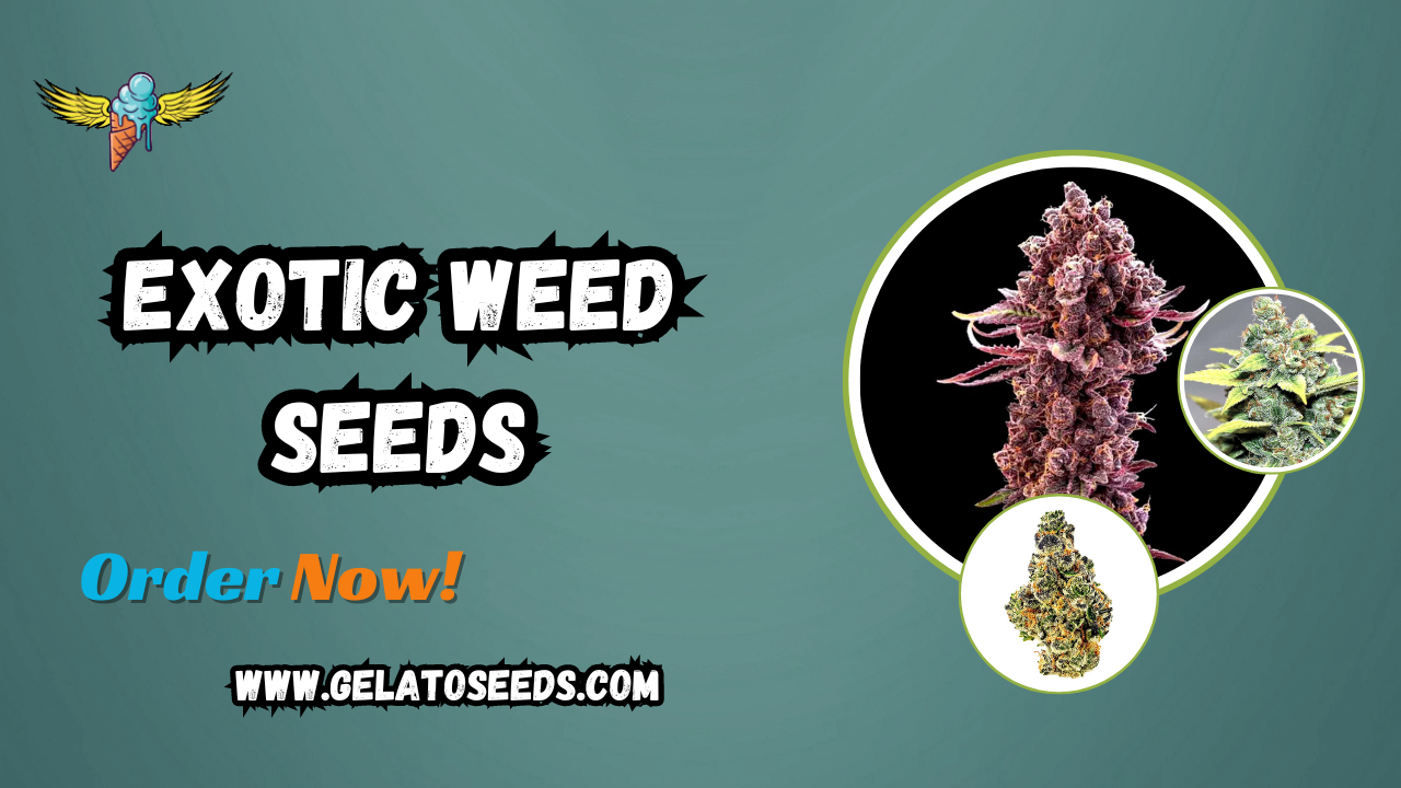 Discover the Finest Exotic Weed Seeds – Grow Your Unique Cannabis Strains Today 1 Discover the Finest Exotic Weed Seeds – Grow Your Unique Cannabis Strains Today