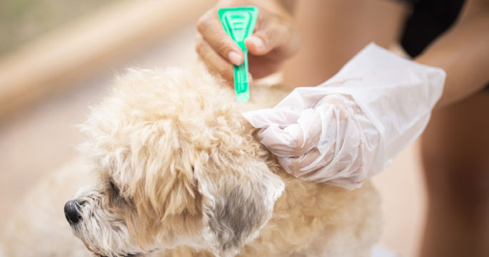 How Much Does Flea and Tick Removal Cost?