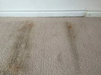 How To Clean Mold From Carpet? 2 How To Clean Mold From Carpet?