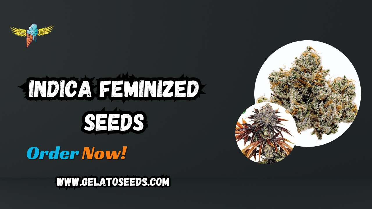 Discover the Best Indica Feminized Seeds for Your Garden 1 Discover the Best Indica Feminized Seeds for Your Garden