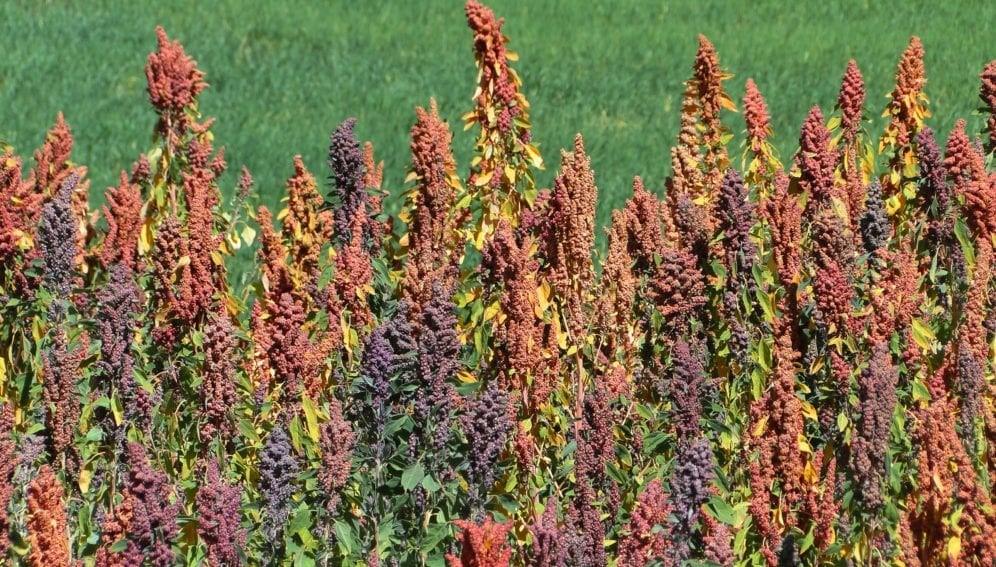 Information Related to Quinoa Cultivation in India 1 Information Related to Quinoa Cultivation in India