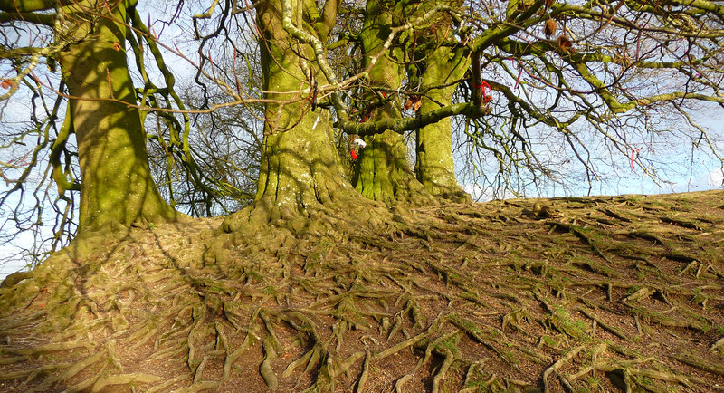 Tree Root Ingress Reading: How to Prevent Damage to Your Drains 1 Tree Root Ingress Reading: How to Prevent Damage to Your Drains