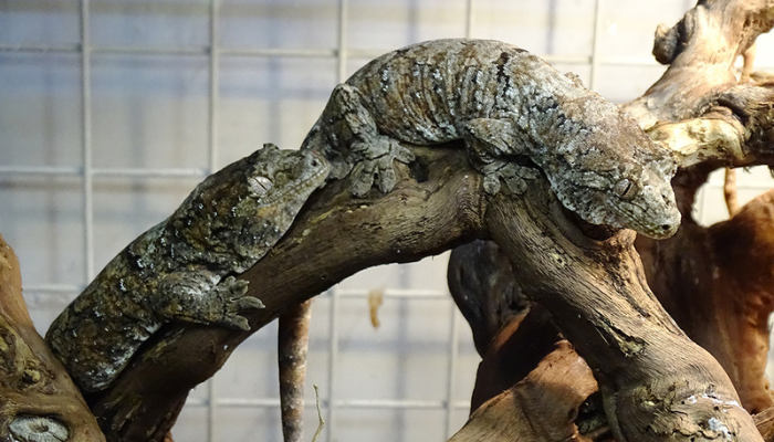 Everything You Need to Know Before Buying a Chahoua Gecko 1 Untitled design 2024 09 25T202823.987
