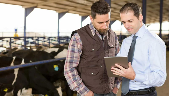 Optimising Your Feedlot for Peak Productivity