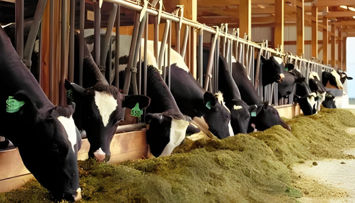 Optimising Your Feedlot for Peak Productivity 2 Untitled design 2024 09 26T191454.066