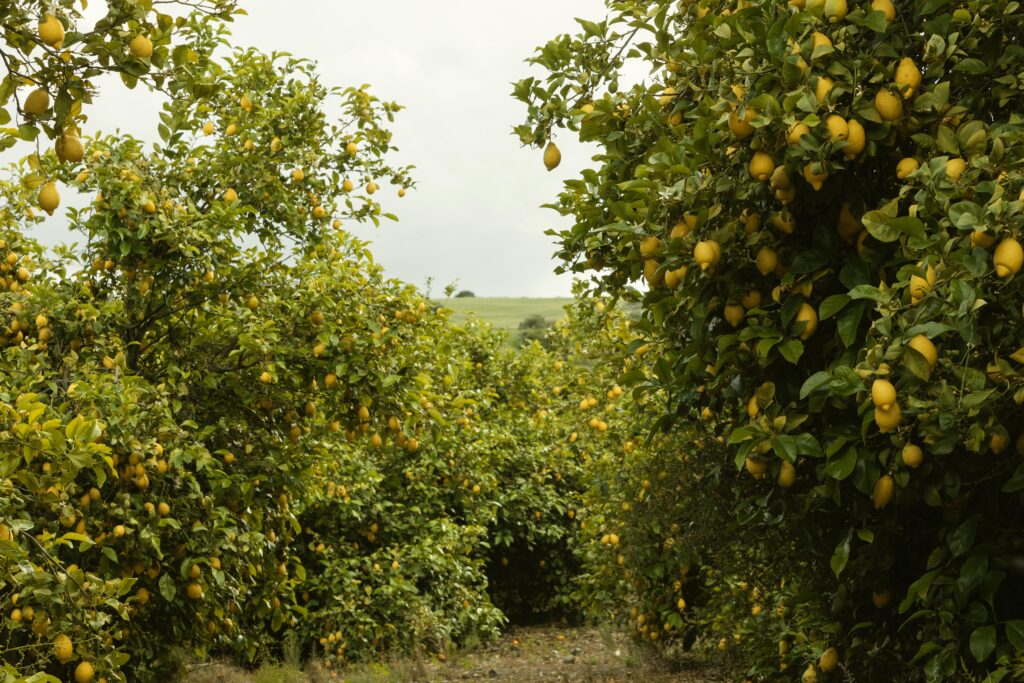 A Comprehensive Guide to Lemon Farming in India 3 fresh orange trees harvested 1