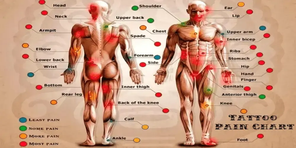 Navigated Your Tattoo Journey Through Tattoo Pain Map 1 Navigated Your Tattoo Journey Through Tattoo Pain Map