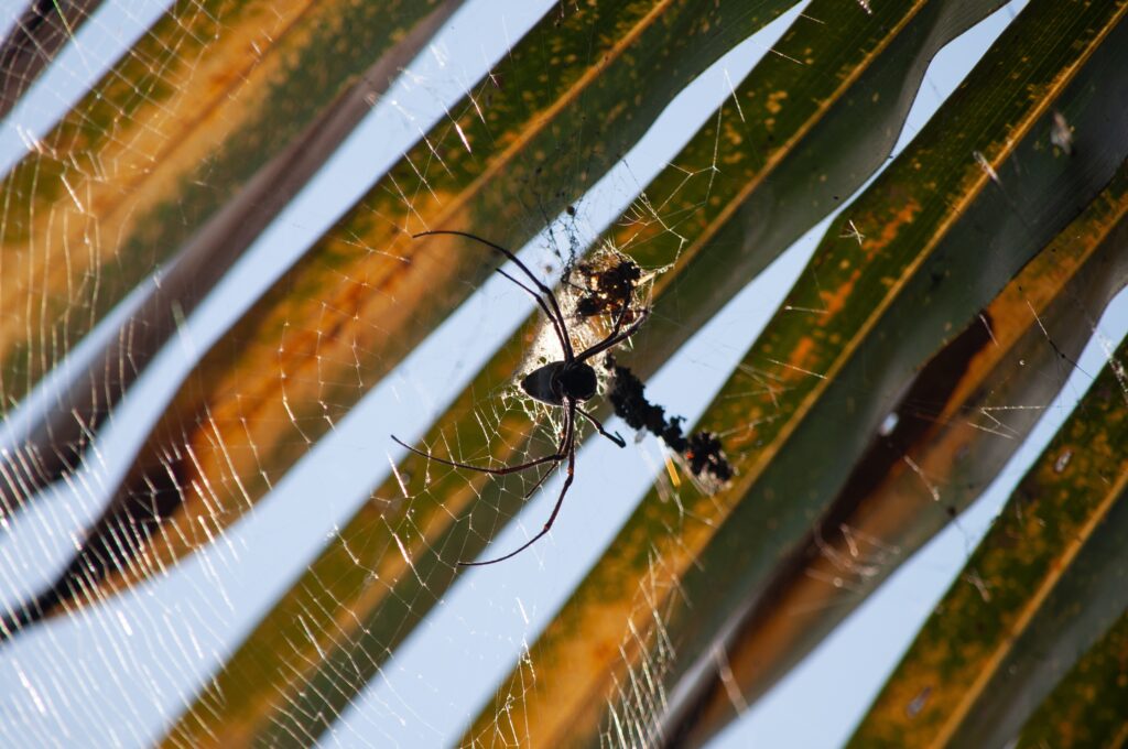A Comprehensive Guide to Lemon Farming in India 5 macro photography shot black spider weaving spider web vlurred background 1
