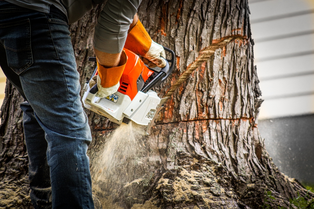 The Environmental Impact Of Stump Grinding 1 The Environmental Impact Of Stump Grinding