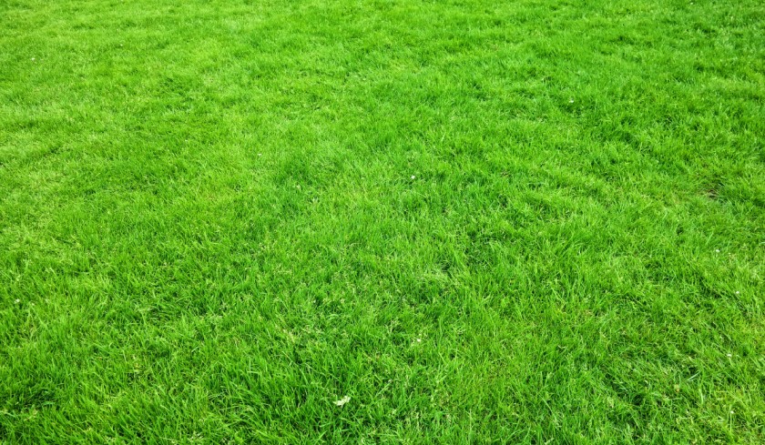 Why Zeon Zoysiagrass is the Ultimate Choice for a Beautiful, Low-Maintenance Lawn 1 Why Zeon Zoysiagrass is the Ultimate Choice for a Beautiful, Low-Maintenance Lawn