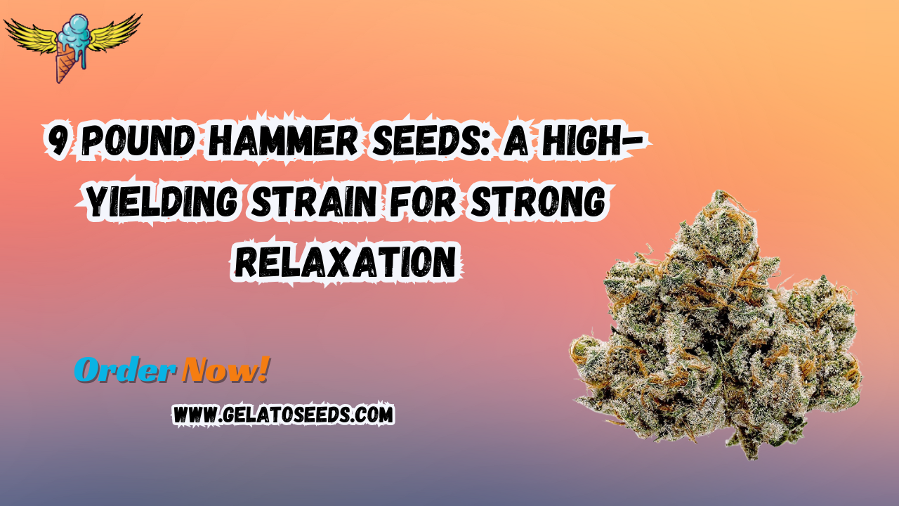 9 Pound Hammer Seeds: A High-Yielding Strain for Strong Relaxation 1 9 Pound Hammer Seeds: A High-Yielding Strain for Strong Relaxation