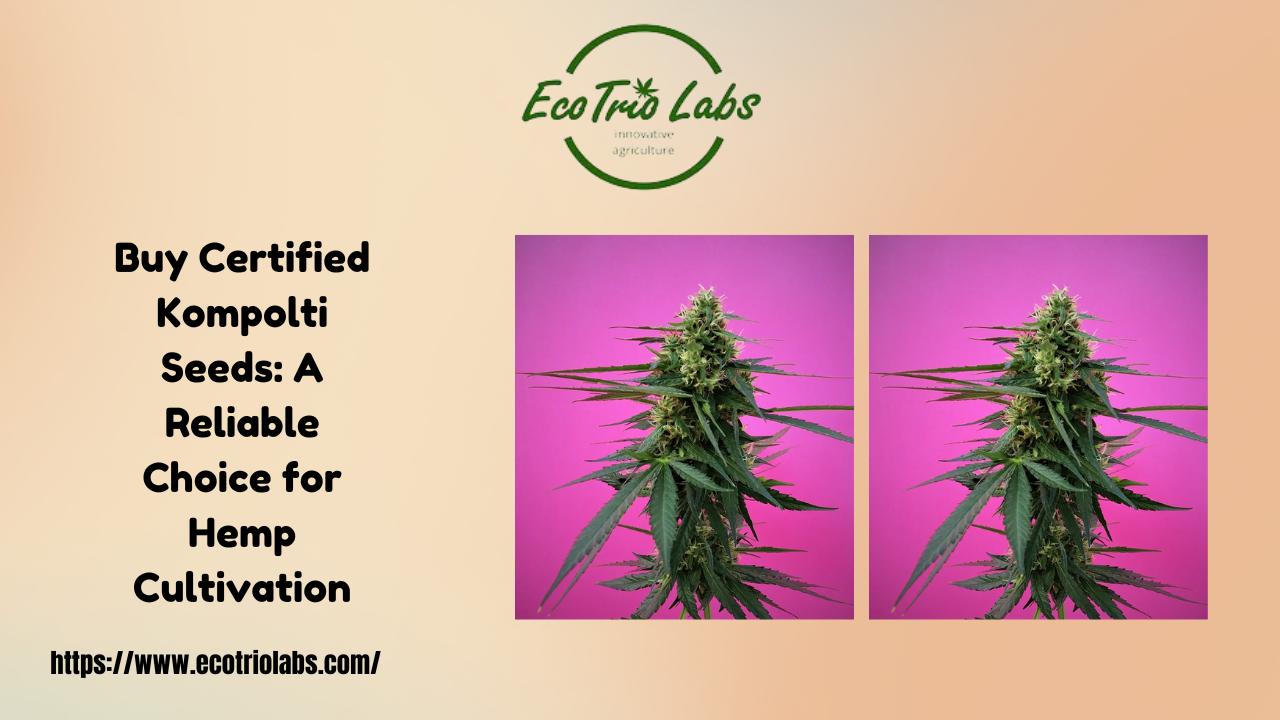 Buy Certified Kompolti Seeds: A Reliable Choice for Hemp Cultivation