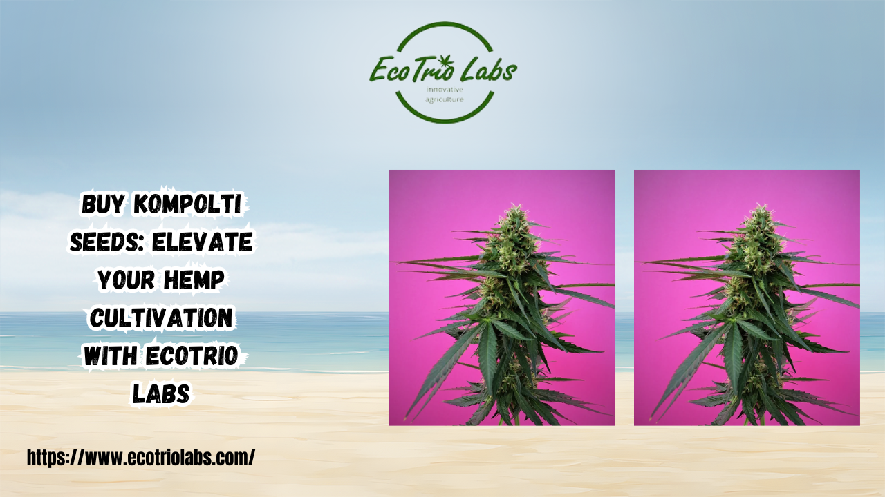 Buy Kompolti Seeds: Elevate Your Hemp Cultivation with Ecotrio Labs 1 Buy Kompolti Seeds: Elevate Your Hemp Cultivation with Ecotrio Labs
