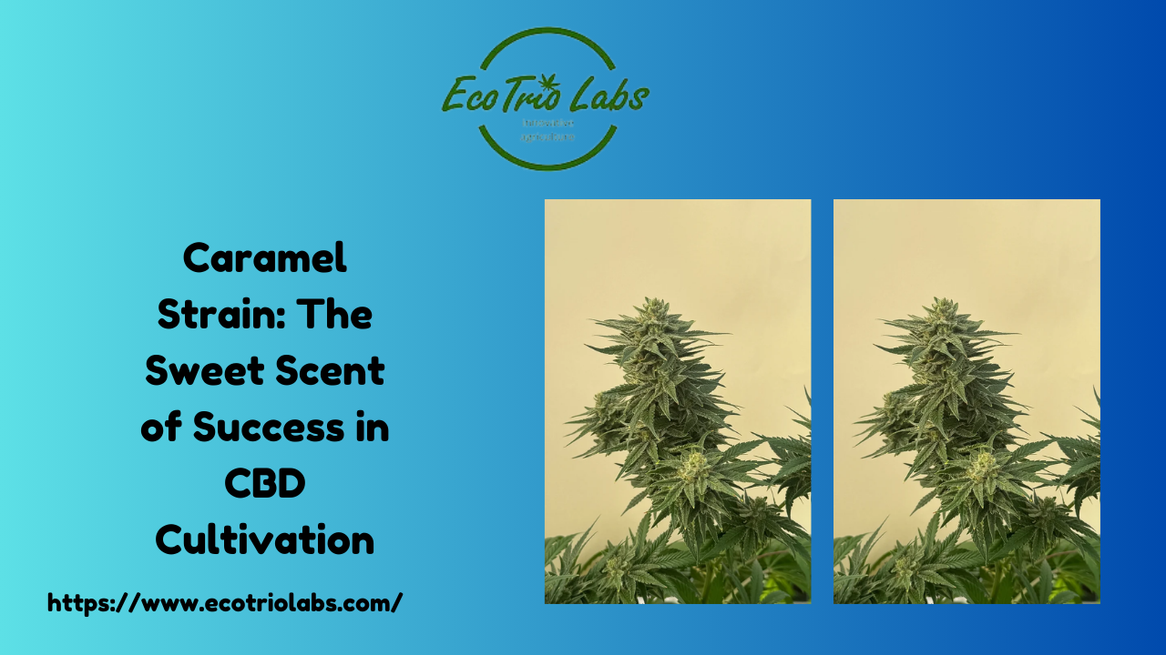 Caramel Strain: The Sweet Scent of Success in CBD Cultivation 1 Caramel Strain: The Sweet Scent of Success in CBD Cultivation