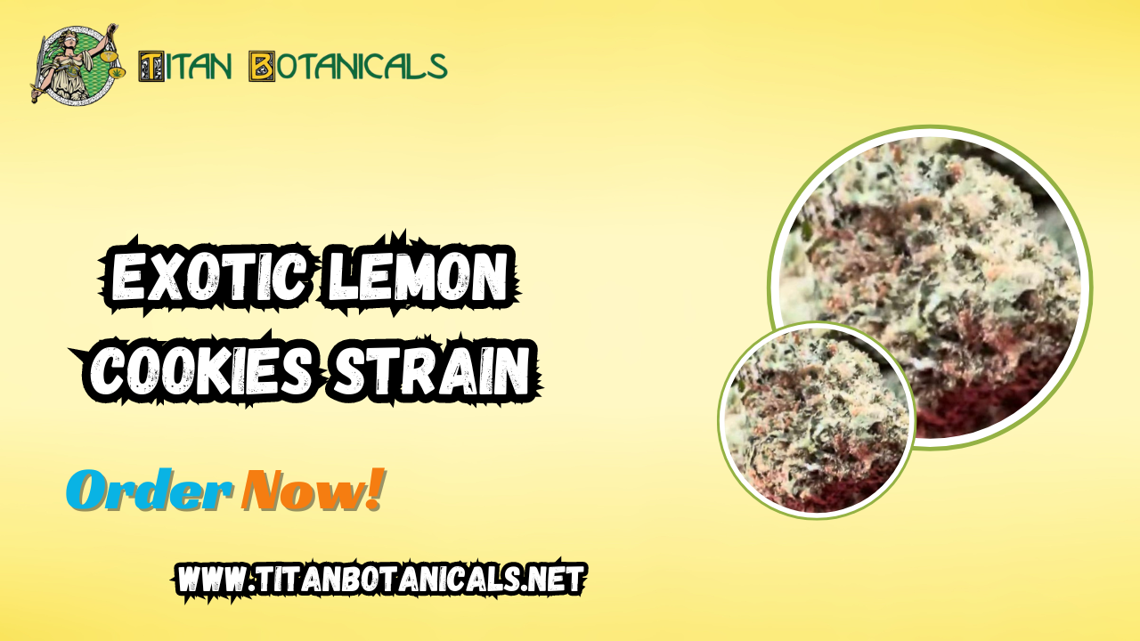 Experience the Exotic Lemon Cookies Strain: A Citrus Delight 1 Experience the Exotic Lemon Cookies Strain: A Citrus Delight