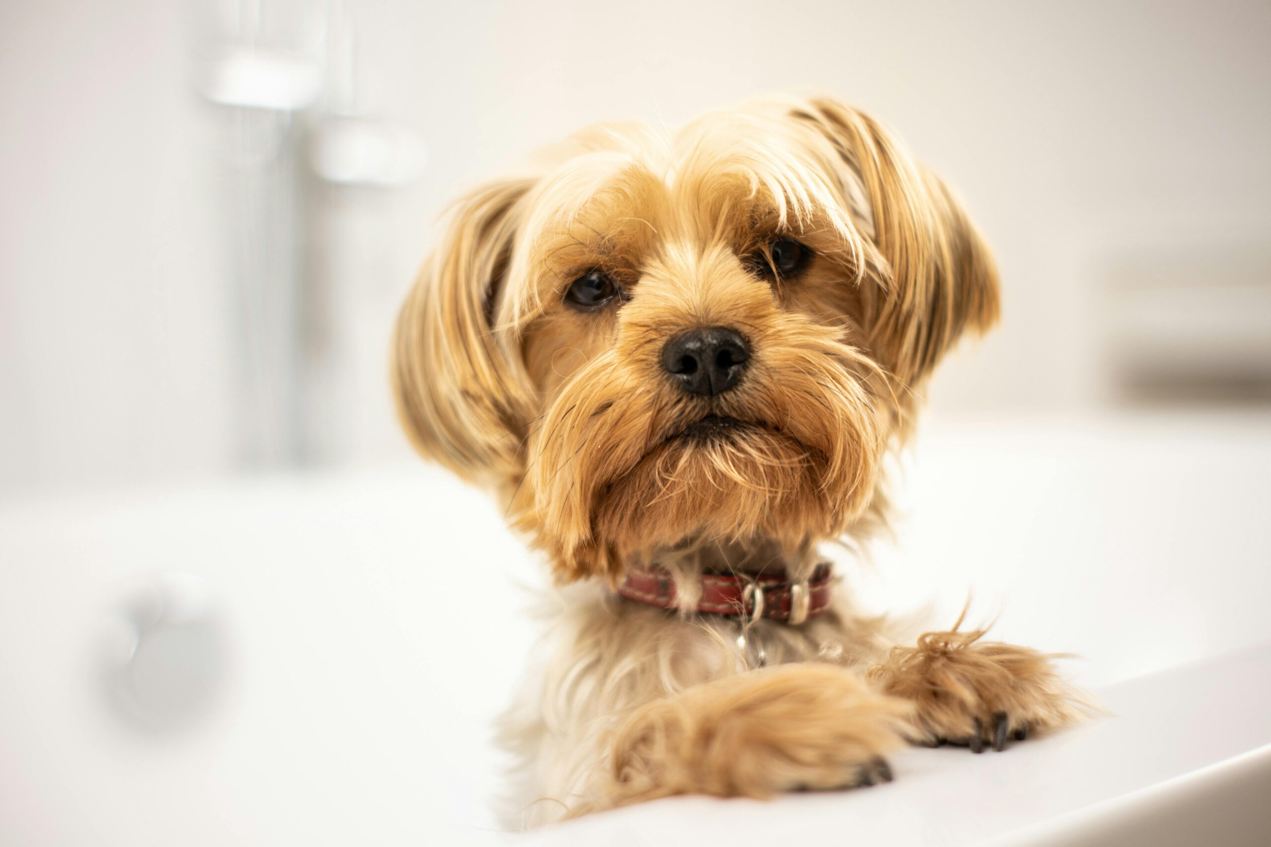 Expert Dog Bathing Service for Happy Pups 1 Expert Dog Bathing Service for Happy Pups