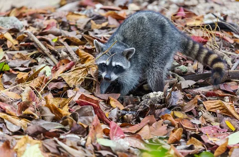 When to Know It's Necessary to Call for Raccoon Removal Services? 1 When to Know It’s Necessary to Call for Raccoon Removal Services?