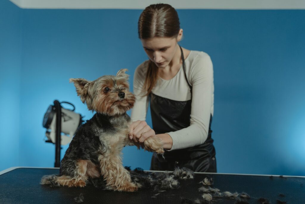 Discover the Best Dog Boarding in Delhi for Your Beloved Pet 1 Discover the Best Dog Boarding in Delhi for Your Beloved Pet
