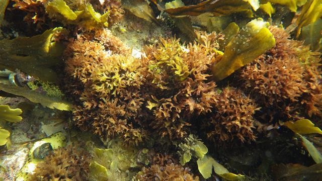 How Sea Moss Can Boost Profit Margins in the Supplement Industry