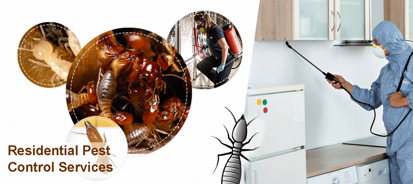 Termite Control Lahore: Keep Your Home Termite-Free 1 Termite Control Lahore: Keep Your Home Termite-Free