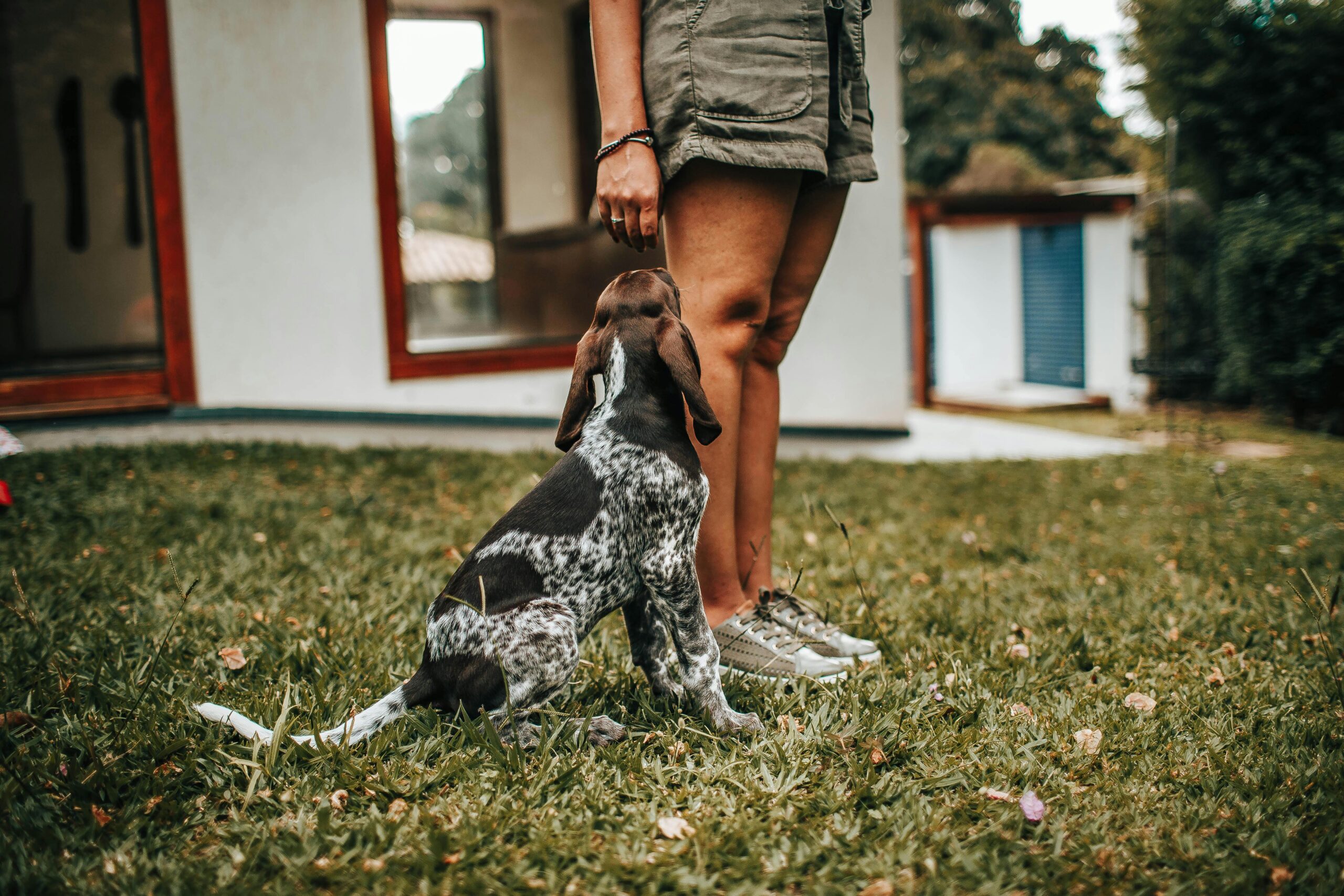 Top 10 Dog Boarding Facilities in Your Area 1 Top 10 Dog Boarding Facilities in Your Area
