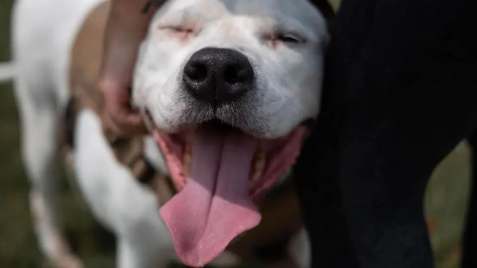What Dog Care Tips Do Veterinarians Near Me Suggest For Grooming? 1 What Dog Care Tips Do Veterinarians Near Me Suggest For Grooming?