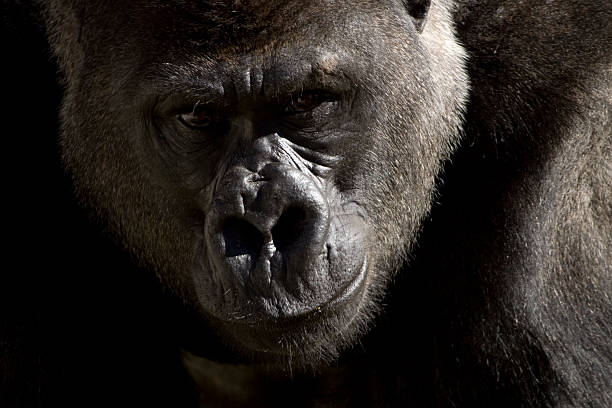 Which animals rely on quick reflexes for survival? 1 Which animals rely on quick reflexes for survival?