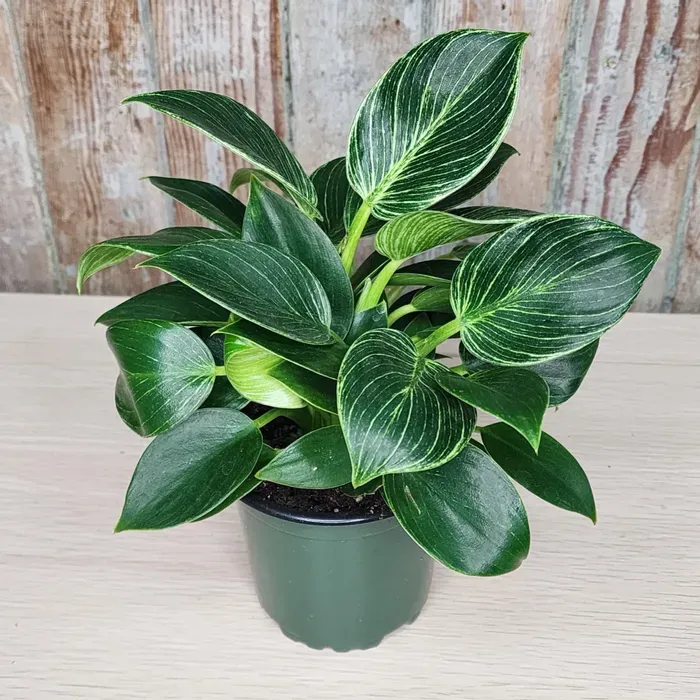 Top 10 Common Mistakes in Philodendron Birkin Care (and How to Avoid Them)