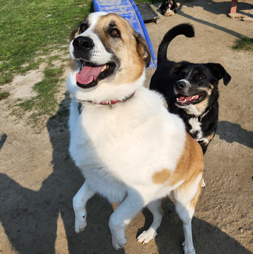 Right Dog Boarding Service for Special Needs Pets: Essential Considerations for Caring Owners 1 Right Dog Boarding Service for Special Needs Pets: Essential Considerations for Caring Owners