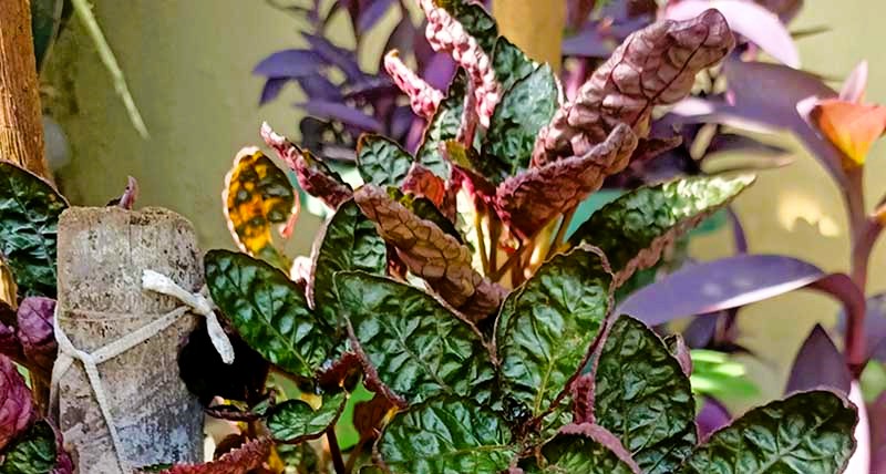 Waffle Plant: Your New Favorite Houseplant