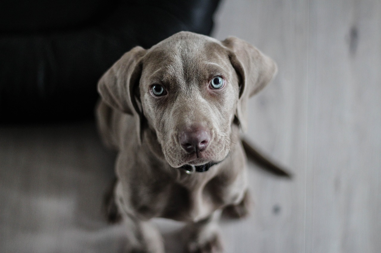 The Ultimate Guide to ESA Certification: How to Register Your Emotional Support Animal and Obtain an ESA Letter 1 The Ultimate Guide to ESA Certification: How to Register Your Emotional Support Animal and Obtain an ESA Letter