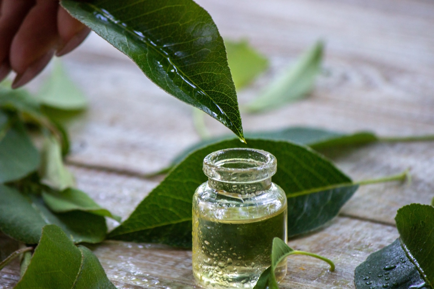 How to Source Pure Neem Oil from Wholesale Suppliers? 1 How to Source Pure Neem Oil from Wholesale Suppliers?