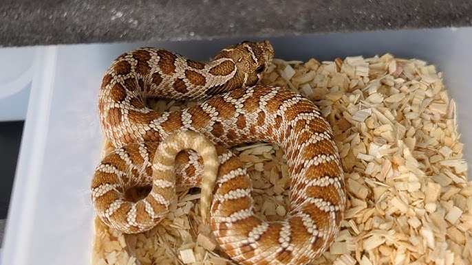 The Fascinating World of Lavender Western Hognose Snakes 1 The Fascinating World of Lavender Western Hognose Snakes