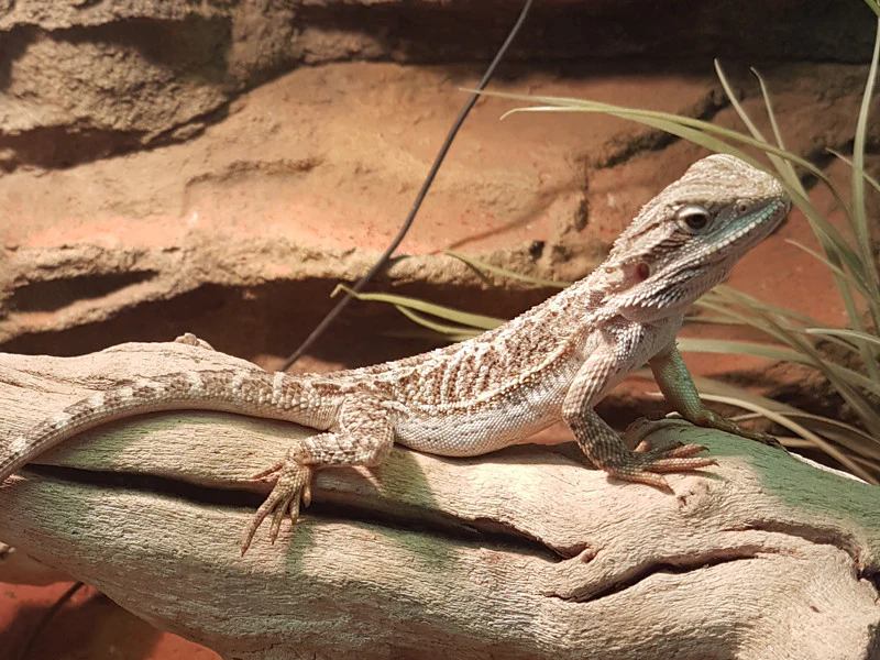 How to Ensure You’re Buying Healthy Bearded Dragon Reptiles for Sale