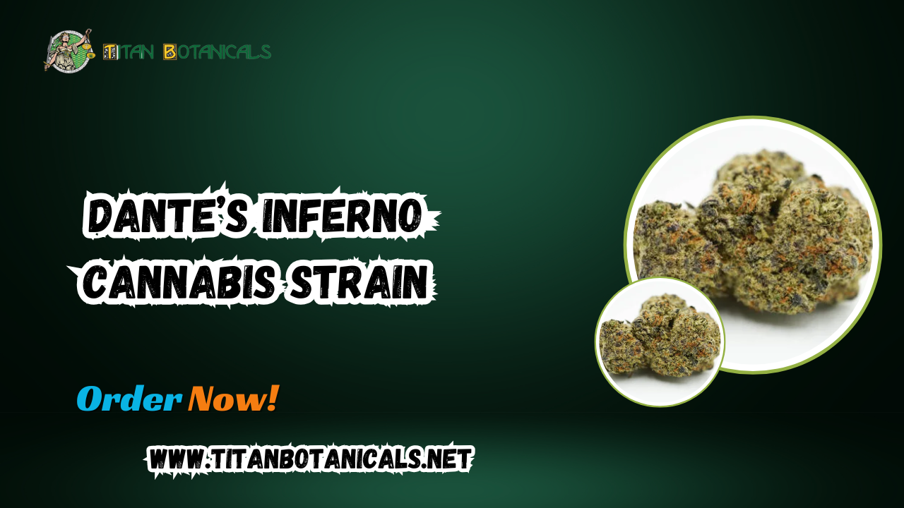Elevate Your Experience with Premium Dante’s Inferno Cannabis Strain 1 Elevate Your Experience with Premium Dante’s Inferno Cannabis Strain