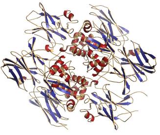 Difference Between Exogenous and Endogenous Protein Crosslinking 1 Difference Between Exogenous and Endogenous Protein Crosslinking
