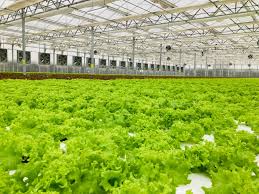 GCC Hydroponics Market Analysis And Growth Forecast 2024-2032 1 GCC Hydroponics Market Analysis And Growth Forecast 2024-2032