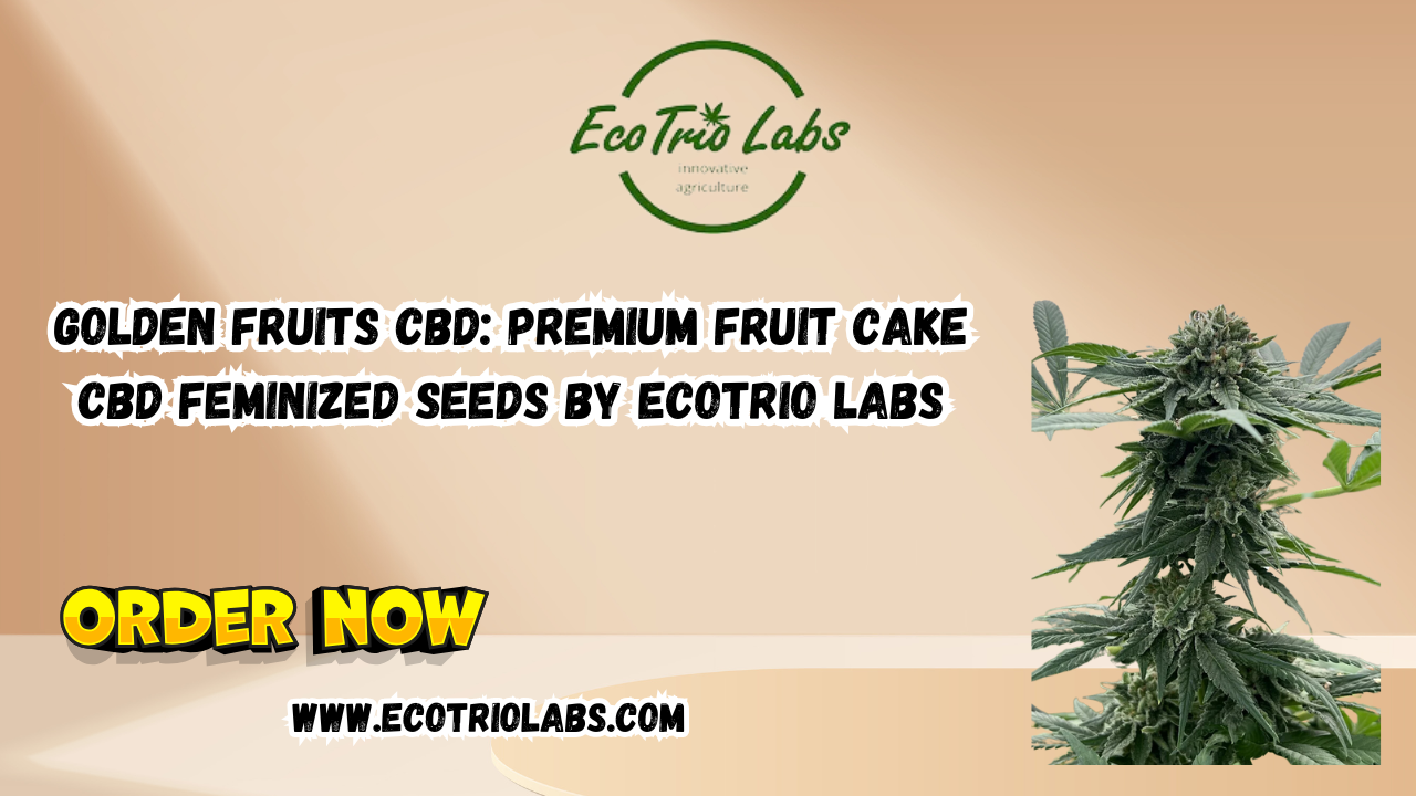Golden Fruits CBD: Premium Fruit Cake CBD Feminized Seeds by Ecotrio Labs 1 Golden Fruits CBD: Premium Fruit Cake CBD Feminized Seeds by Ecotrio Labs