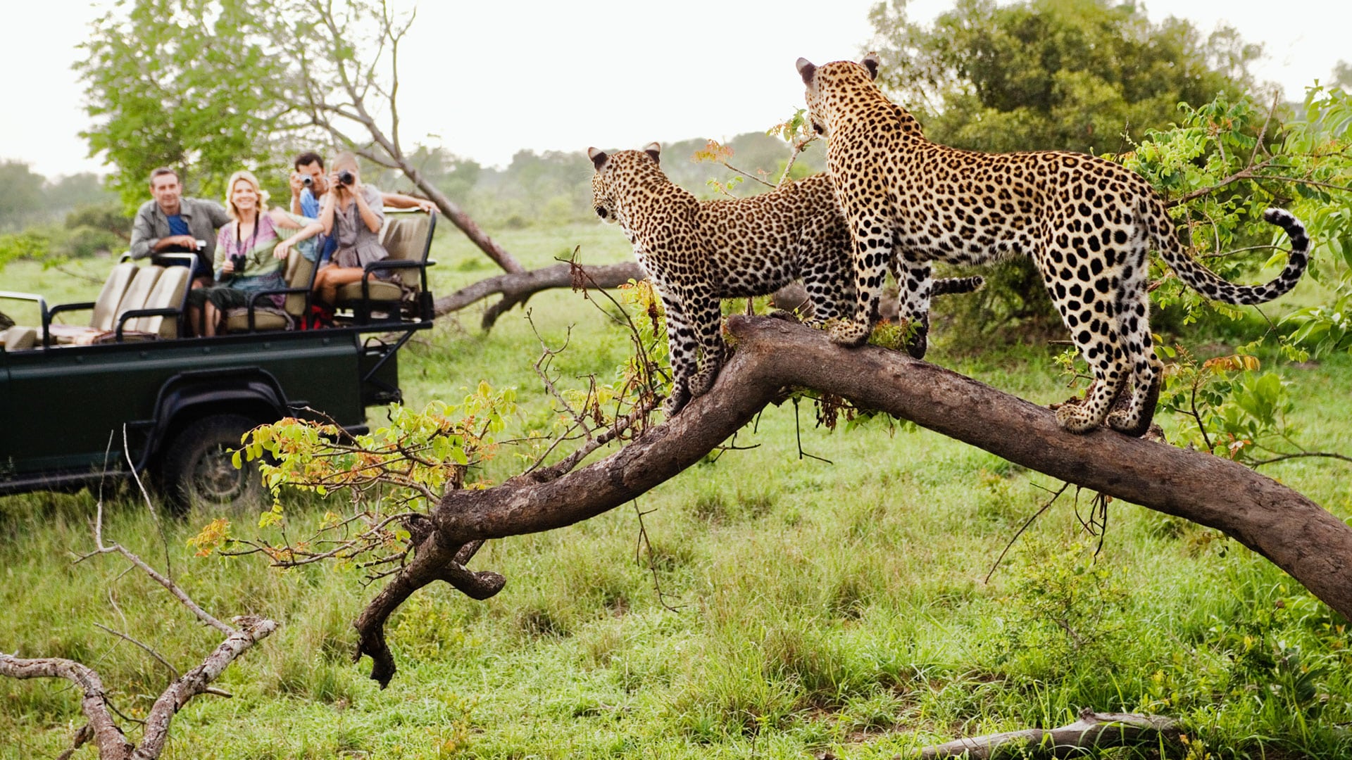 Unleash the Wild: Explore Unique Safari Holiday Packages Across the Globe 1 Unleash the Wild: Explore Unique Safari Holiday Packages Across the Globe