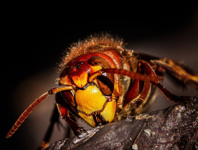 DIY vs. Professional Pest Control: What’s Right for You? 1 DIY vs. Professional Pest Control: What’s Right for You?