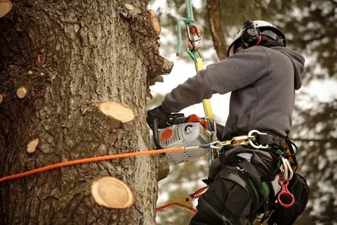 When should one plan a tree removal project in Folsom? 3 tree trimming service