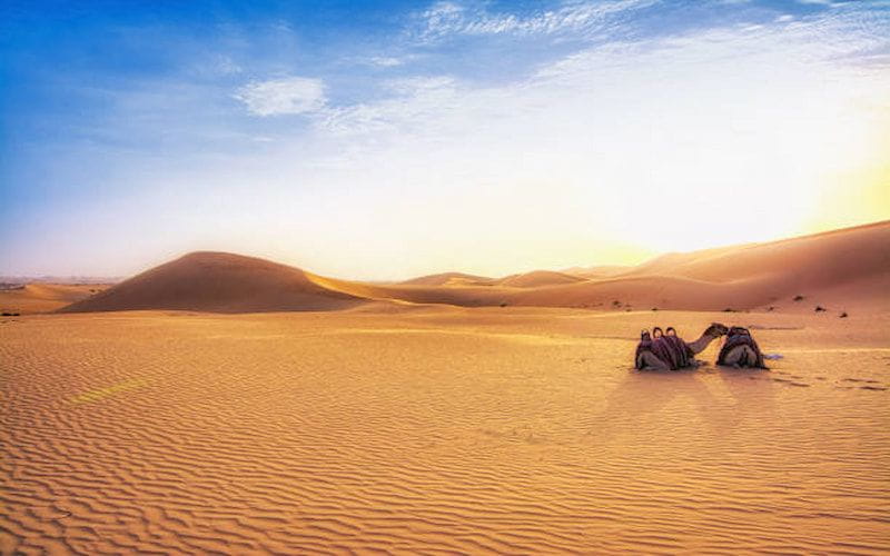Top Tips for an Unforgettable Evening Desert Safari 2 image 3