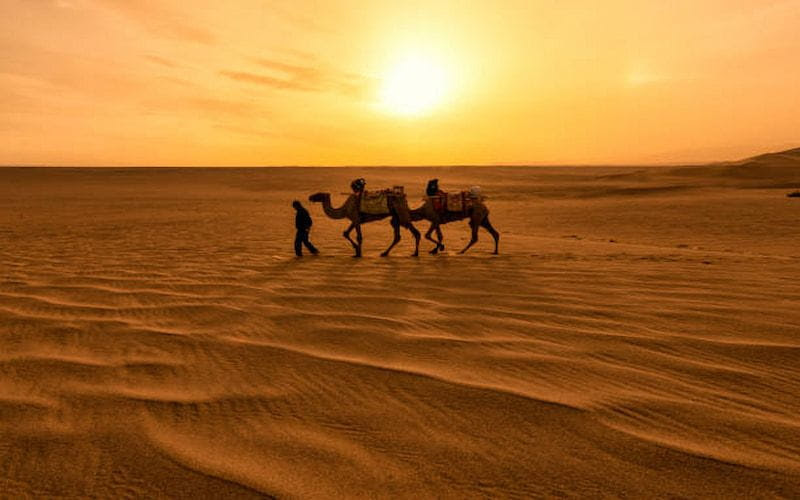 Evening Desert Safari Dubai: Timings & Must-Do Activities 2 image 34