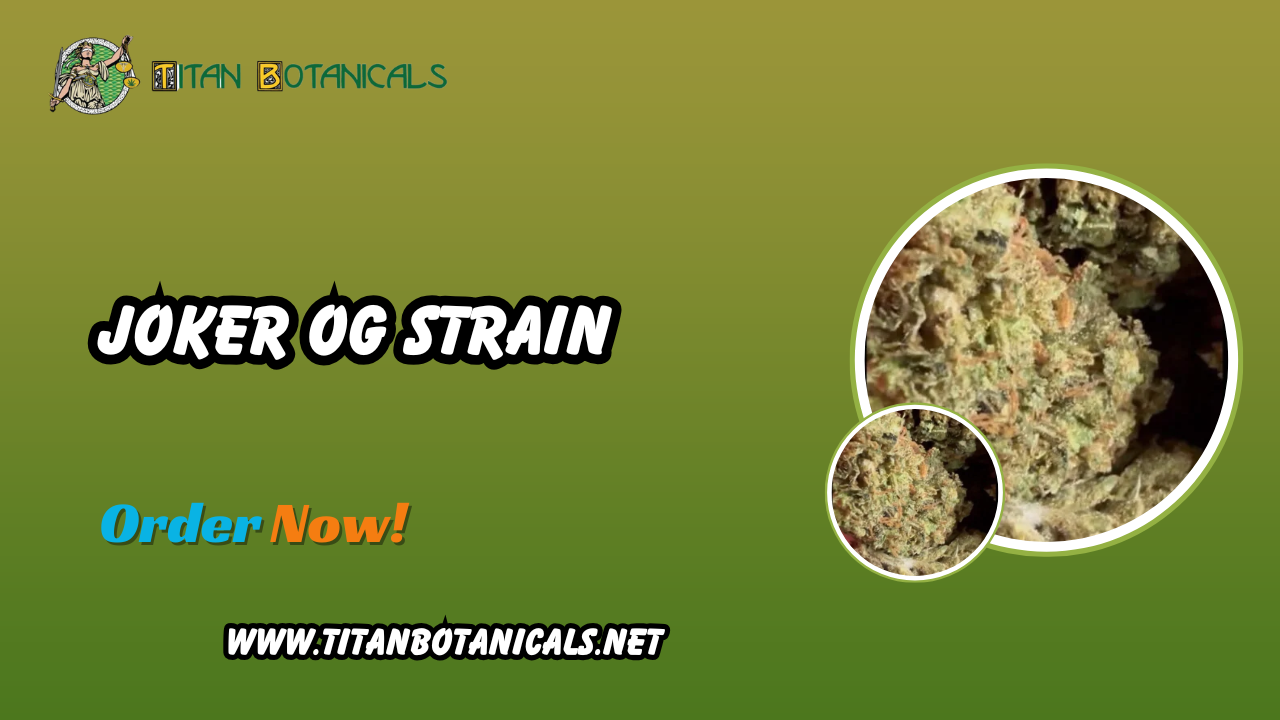 Joker OG Strain: A Premium Exotic THCA Flower by Titan Botanicals 1 Joker OG Strain: A Premium Exotic THCA Flower by Titan Botanicals