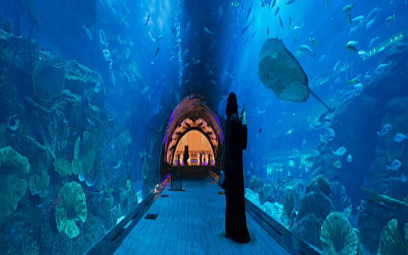 Top Things You Didn’t Know About Dubai Mall Aquarium 1 Top Things You Didn’t Know About Dubai Mall Aquarium