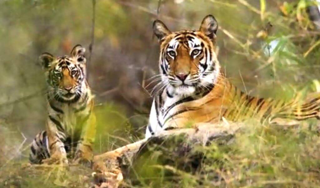 Explore the Best of North India’s Wildlife with Tiger Safaris 1 Explore the Best of North India’s Wildlife with Tiger Safaris