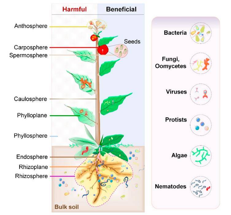 Sequencing Technologies Unveiling Plant-Microorganism Interactions 1 Sequencing Technologies Unveiling Plant-Microorganism Interactions
