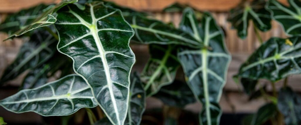 ted lare des moines african mask care houseplant light 1