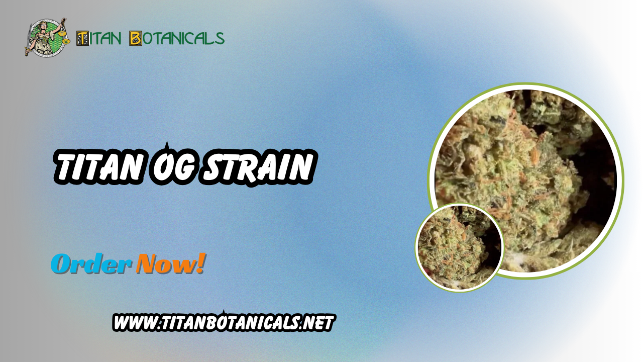Titan OG Strain: Your Guide to Premium THCa Flowers at Titan Botanicals 1 Titan OG Strain: Your Guide to Premium THCa Flowers at Titan Botanicals